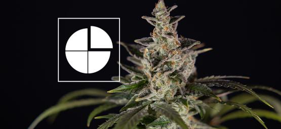 Parhaat 1:1 THC:CBD-suhteen lajikkeet