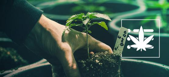 Kuinka kasvatat ensimmäisen kannabiskasvisi 10 vaiheessa