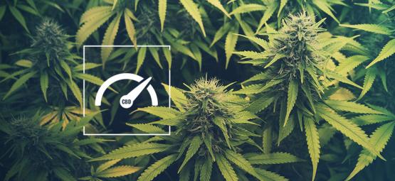 Kuinka kasvattaa CBD-pitoisuutta, kun kasvatat kannabista