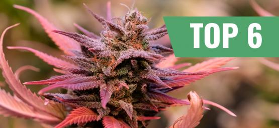 Top 6 ystävänpäivän kannabislajikkeet