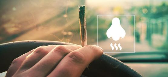 Kuinka poistaa kannabiksen haju autosta
