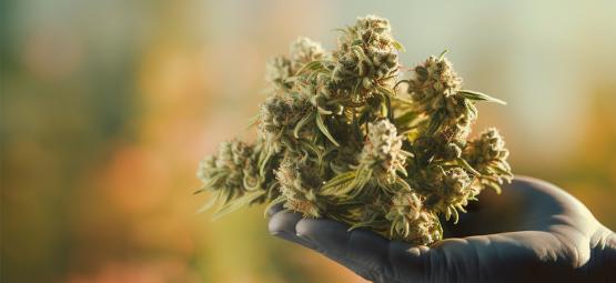 5 supertahmeaa kannabislajiketta