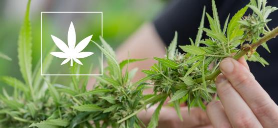 6 kannabislajiketta, joissa on enintään 1 % THC:tä