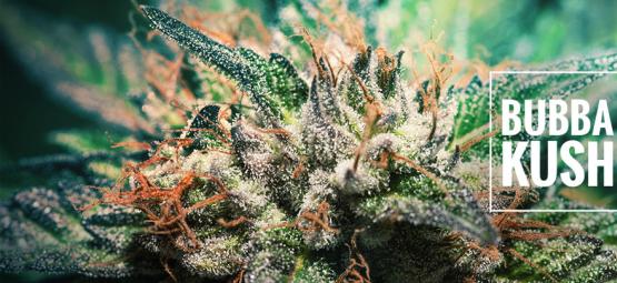 Lajikearvostelu: Bubba Kush