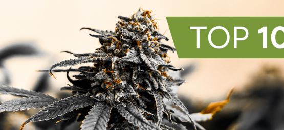 Top 10 Kannabian siemenpankin kannabislajikkeet
