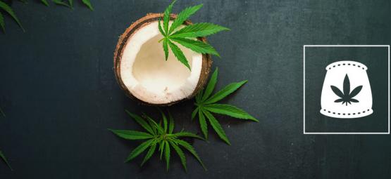 Kookosvesi orgaanisena kannabislannoitteena