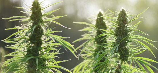 Top 10 homeenkestävät kannabislajikkeet