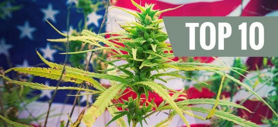 Top 10 USA-kannabislajikkeet
