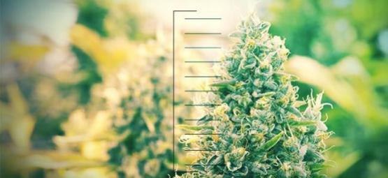 Top 10 kompaktit kannabiskasvit