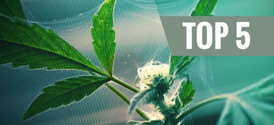 Top 5 luonnollista tuholaistorjunta-ainetta kannabikselle