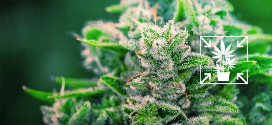 Kuinka kasvattaa lyhyitä ja kompakteja kannabiskasveja