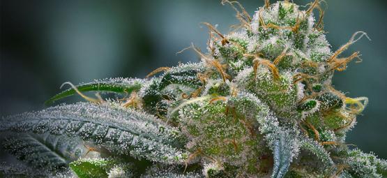 Kuinka lisätä kannabiksen trikoomien tuotantoa