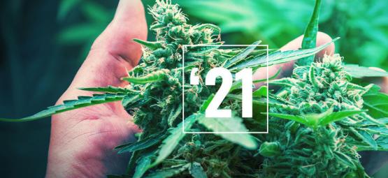 Parhaat kannabislajikkeet vuodelle 2026