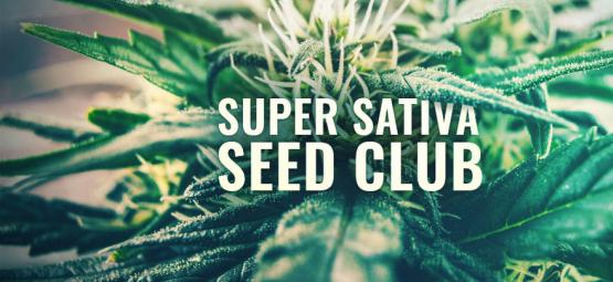 Super Sativa Seed Club tekee paluun!