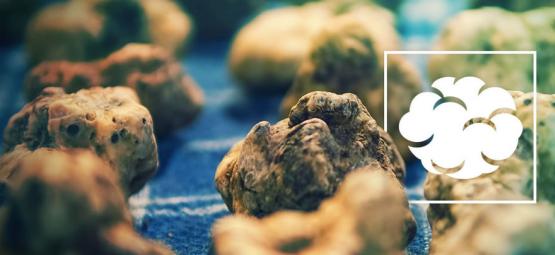 Psilocybe Galindoi: Jumalten liha