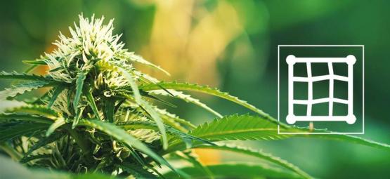 Parhaat kannabislajikkeet Screen of Green -kasvatukseen (ScrOG)