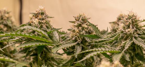 5 parasta kannabislajiketta Sea Of Green (SOG) -kasvatukseen