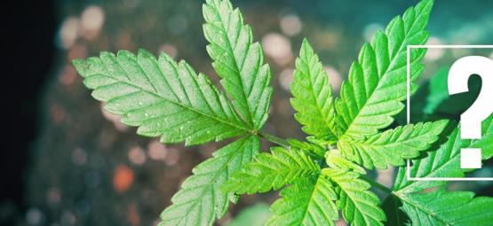 Mitä tehdä, jos kannabiskasvi ei ala kukkia