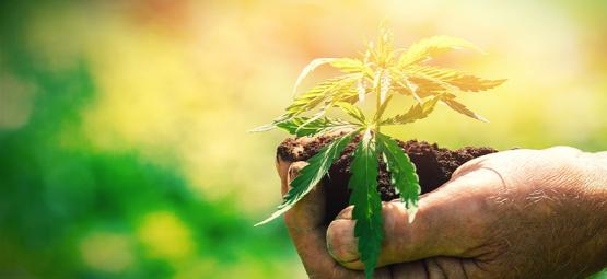 Mitä sinun kannattaa tietää ennen kannabiksen kasvattamista