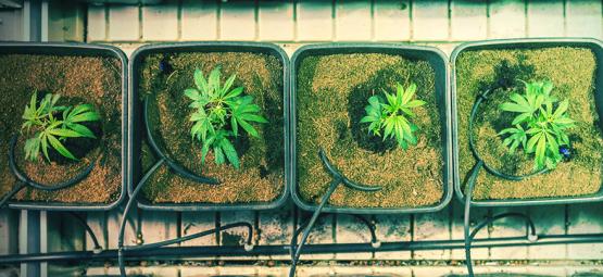 Milloin ja miten kannabiskasvit kannattaa istuttaa uudelleen suuremman sadon saamiseksi