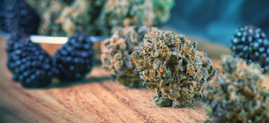Kuinka saat lisää makua kannabikseesi ennen ja jälkeen sadonkorjuun
