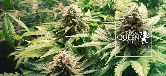 Top 10 kannabislajikkeet Royal Queen Seedsiltä [2026]