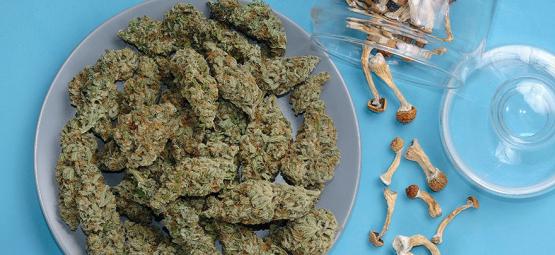 Voiko kannabista ja taikasieniä yhdistää?