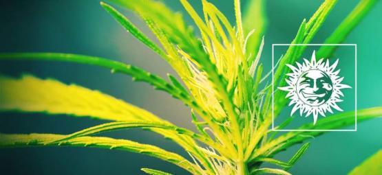 Dr. Grinspoon: puhdas sativa, jossa on potkua