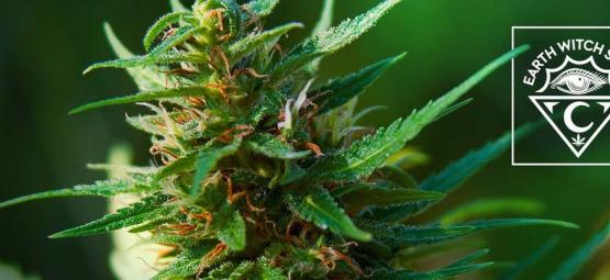 Earth Witch Seeds: Luomu ja vegaaninen