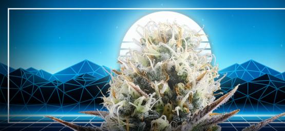 Kannabisjalostuksen huipentuma: Blue 2.0