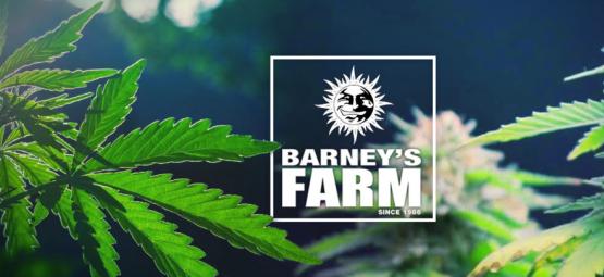 Barney's Farmin parhaat kannabislajikkeet