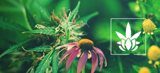 Kannabinoidit eivät ole yksinomaan kannabiksessa