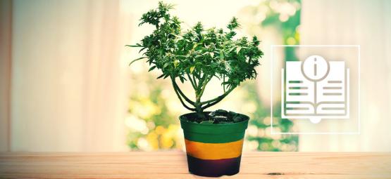 Kaikki, mitä sinun tarvitsee tietää kannabiksen bonsai-kasveista