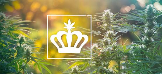 Mitä ovat perinnelajikkeet kannabiksessa?