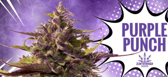Purple Punch: makua, vahvuutta ja näyttävyyttä – kaikki samassa paketissa