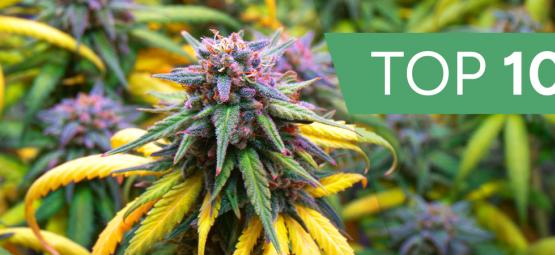 Syksyn Top 10 kannabislajikkeet