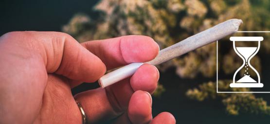 Voiko kannabis vanhentua? Näin pidät kukkien laadun ja tehon kohdallaan