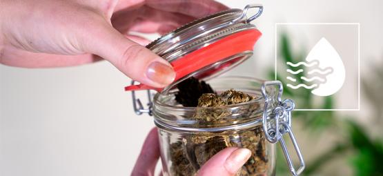 Kuinka (ja miksi) ”päästät kukinnot hengittämään” kannabiksen kypsytyksen aikana