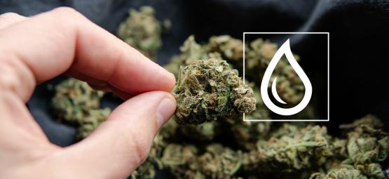 Mitä tehdä, jos kannabiksesi kastuu