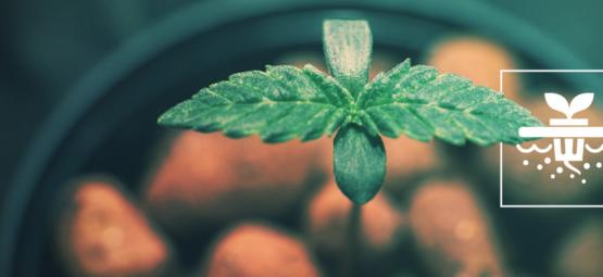 5 kannabislajiketta, jotka sopivat täydellisesti DWC-vesiviljelyyn