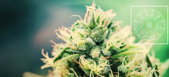 Täydellinen kannabislajike jokaiselle horoskooppimerkille