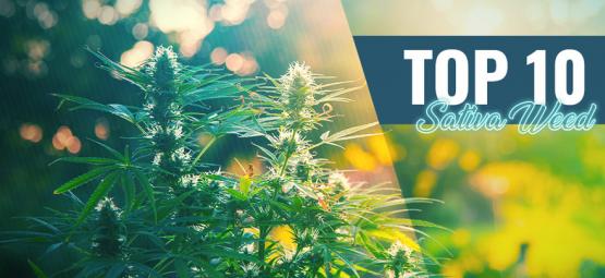 Top 10 parasta sativa-weedä Amsterdamissa