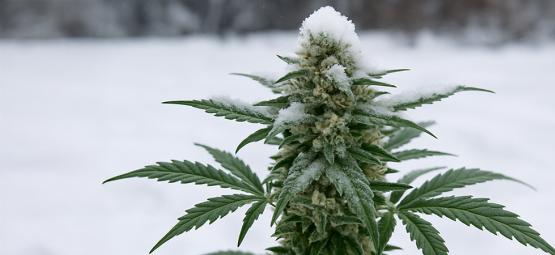 Voiko kannabista kasvattaa ulkona talvella?