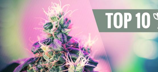 Top 10 palkitut kannabislajikkeet