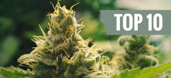Top 10 klassiset kannabislajikkeet