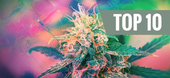 Top 10 psykedeelisimmät kannabislajikkeet