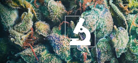 Mikroskoopin käytön hyödyt kannabiksen kasvattajille ja polttajille