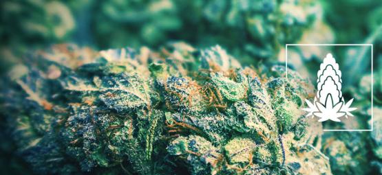 6 vinkkiä kannabiksen kukkien tiheyden parantamiseen