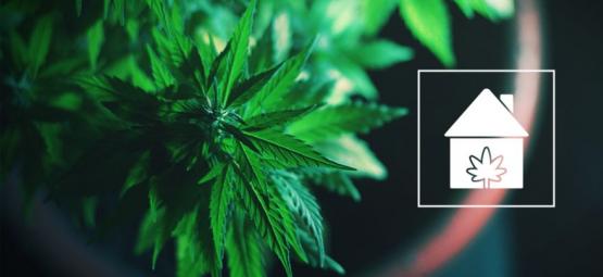 Kuinka kasvattaa kannabista missä tahansa kodissasi