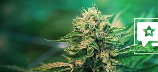 Super Silver Haze: kannabislajikkeen arvostelu ja tiedot